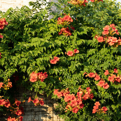 Trompetblume Campsis radicans Madame Galen – Orange Blüten – 2 Pflanzen – 11 cm x H40 cm – Bis 10 m – Pflegeleicht – Ideal für Garten, Balkon & Pergola 