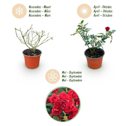 Green boutiQ - Garten Rose - Rosa Rote The Fairy - Rose - Winterhart - Rot - 1 Pflanze - Topf 12cm - Höhe 20-25cm 