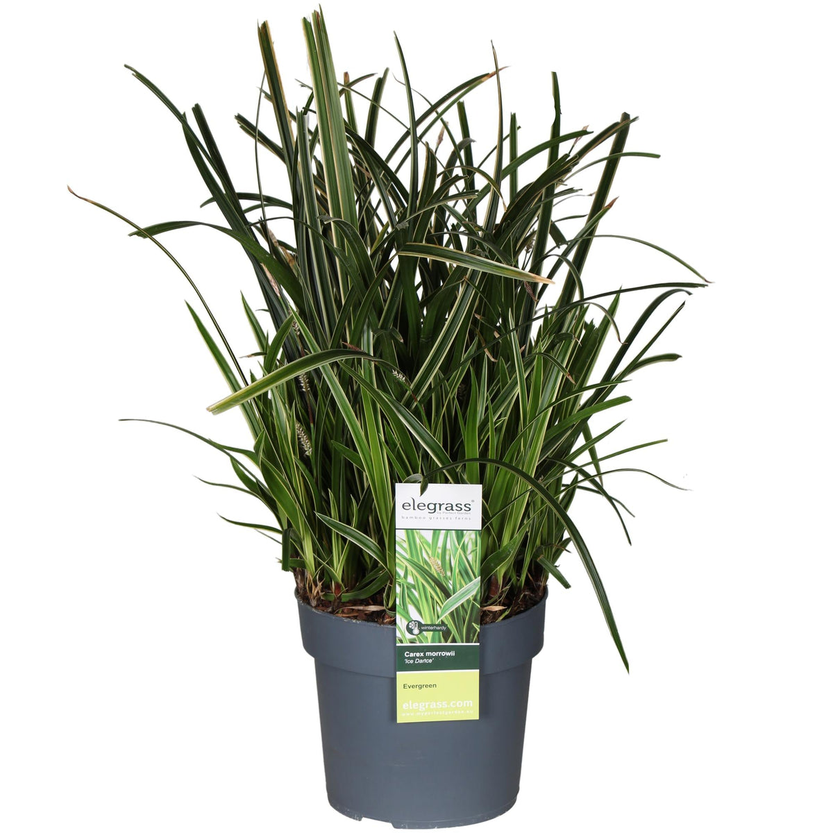 Carex Morrowii Ice Dance - Ø19cm - ↕45cm 
