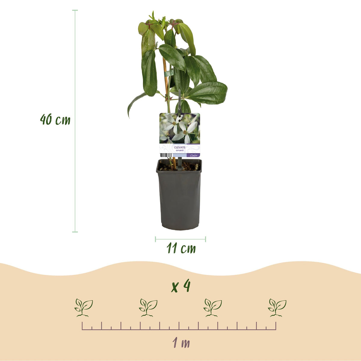 Kletterpflanze – Clematis armandii – Weiße Blüten – Immergrün – Duftend – 11cm – Höhe 40cm – Frühblüher – Pflegeleicht 