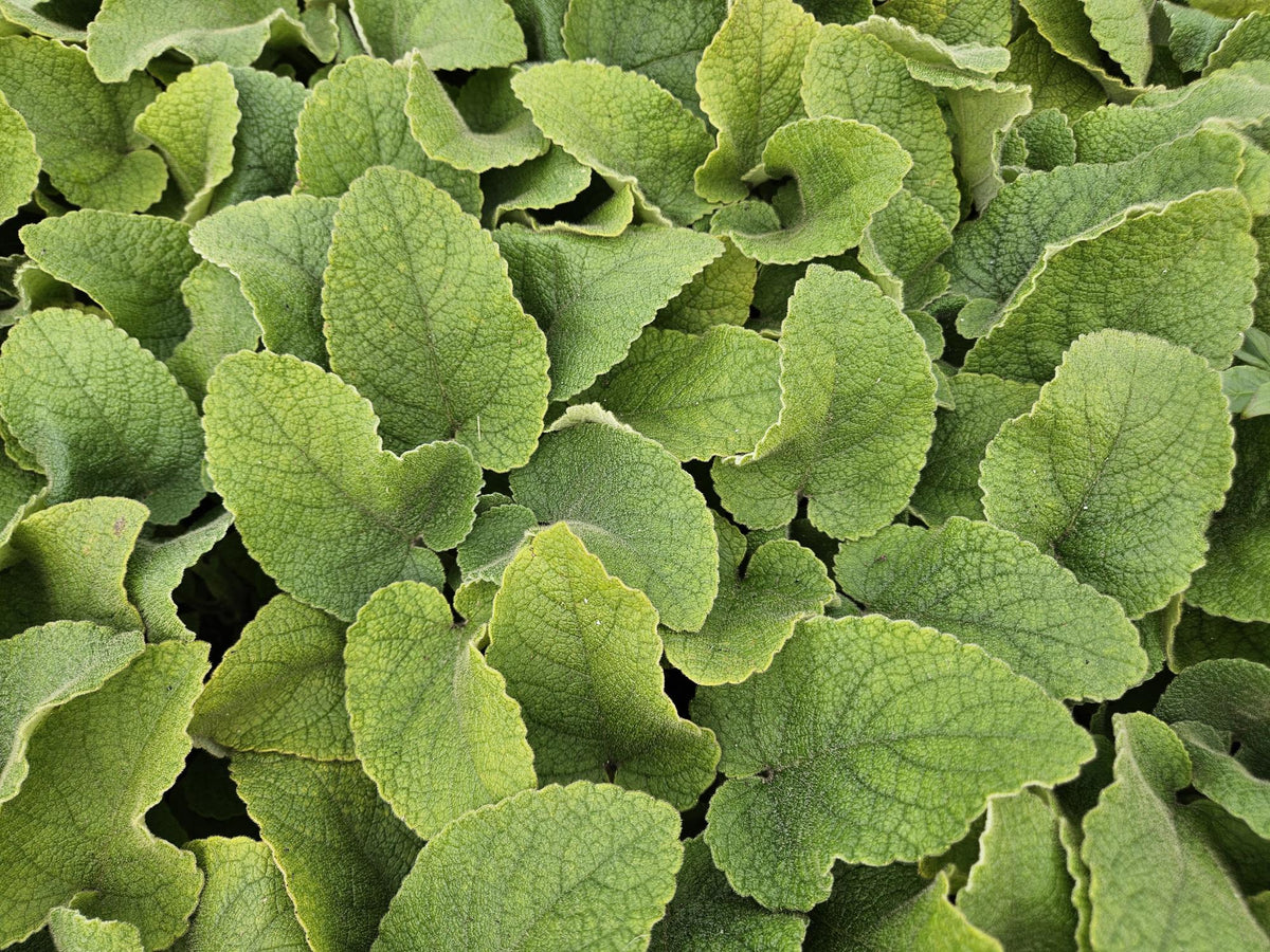 Russel Brandkraut Phlomis russeliana – ↕10-25cm – Ø9cm – Winterhart & Bienenfreundlich – Ansicht 32