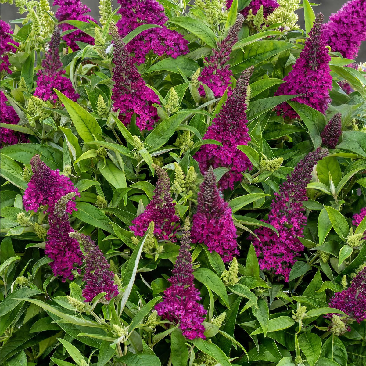 Green boutiQ - Gartenpflanze - Buddleja davidii Butterfly Candy Little Ruby - Schmetterlingsstrauch - Kompakt - Rot - 1 Pflanze - Topf 12cm - Höhe 20-25cm 