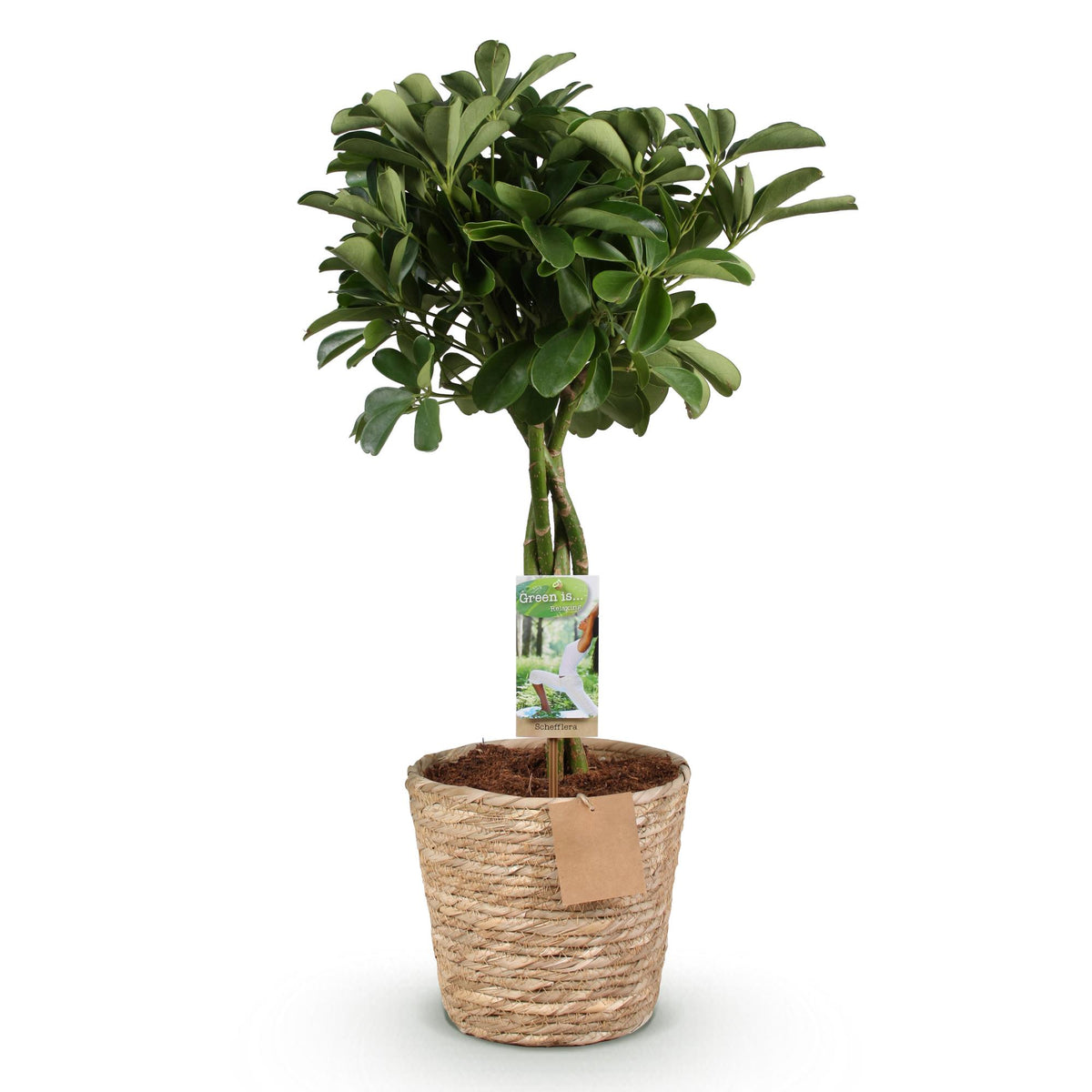 Green boutiQ - Zimmerpflanzen - Schefflera Nora - Fingerbaum - Wenig Pflege - mit Korb - Grün - 1 Pflanze - Topf 21cm - Höhe 70-82cm 