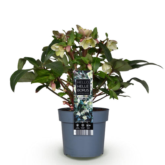 GreenboutiQ - Gartenpflanze - Lenten Rose - Helleborus Diamfire - Grüne Blüte - Immergrün - Topf 19cm Höhe 40cm 