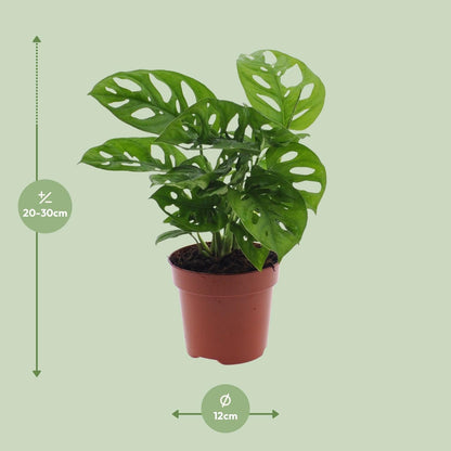 Monstera Monkey Leaf – Fensterblatt – Ø12cm – ↕30cm – Pflegeleichte Lochpflanze mit dekorativem Blattmuster – Tropische Zimmerpflanze für halbschattige Standorte – Luftreinigend & dekorativ 