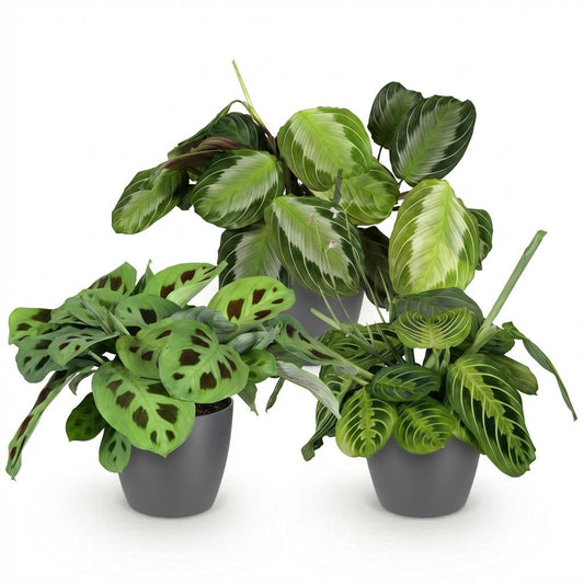 Green boutiQ - Zimmerpflanze - Marantha Silverband, Marantha Lemon Lime Marantha Kerchoveana - Gebetspflanze - Haustierfreundliche Pflanze - Grün - 3 Pflanzen - mit Potter Grau - Topf 12cm - Höhe 25cm 