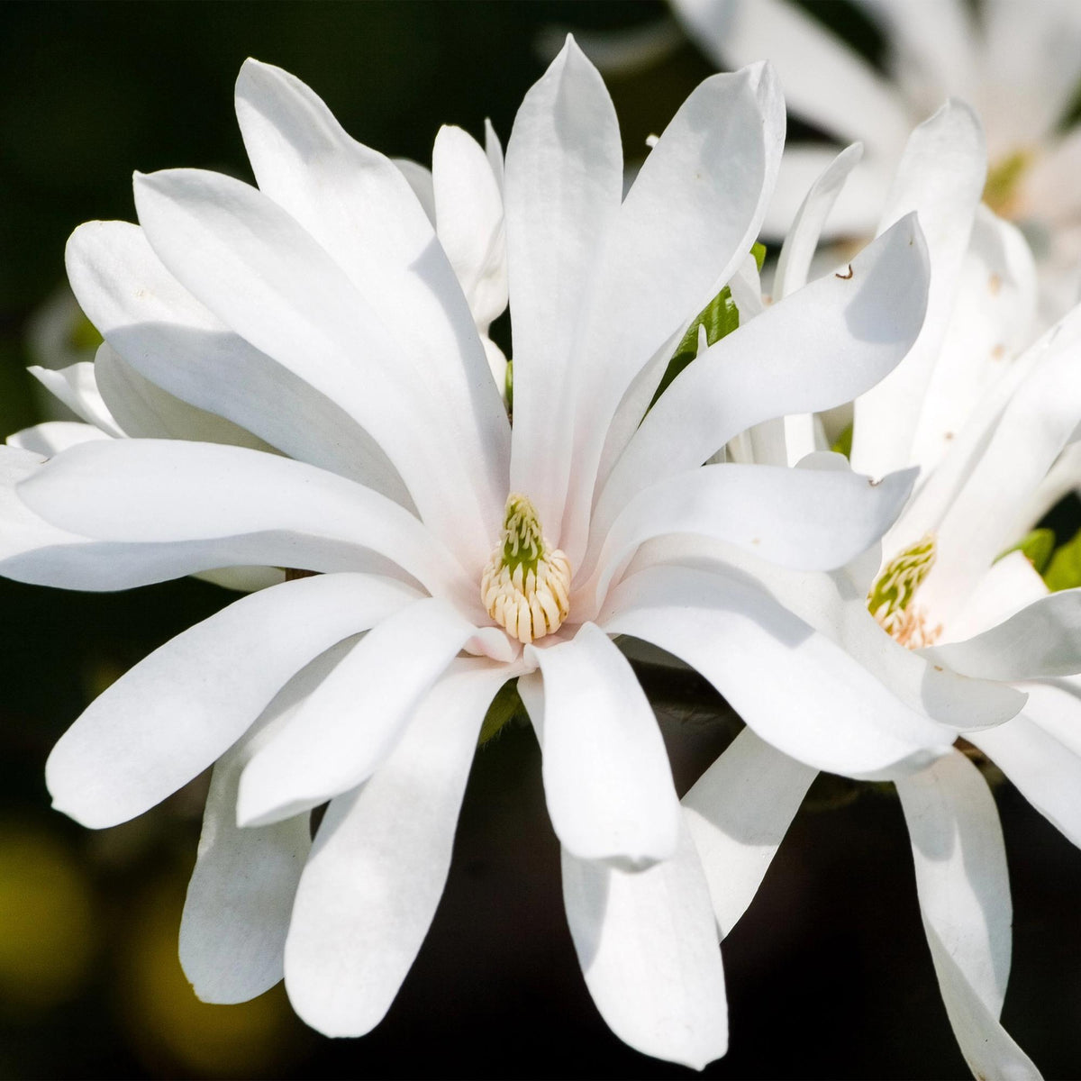 GreenboutiQ - Gartenpflanze - Magnolia stellata Royal Star - Blüte Weiß - 1 Pflanze - Laubabwerfend - Wenig Pflege - Topf 12cm Höhe 30cm 