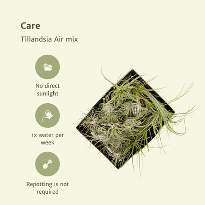Tillandsia Air Mix – 10 Luftpflanzen – Ø6cm – ca. 6cm hoch – Pflegeleichte Tillandsien-Mischung – Für kreative Deko & helle Innenräume 
