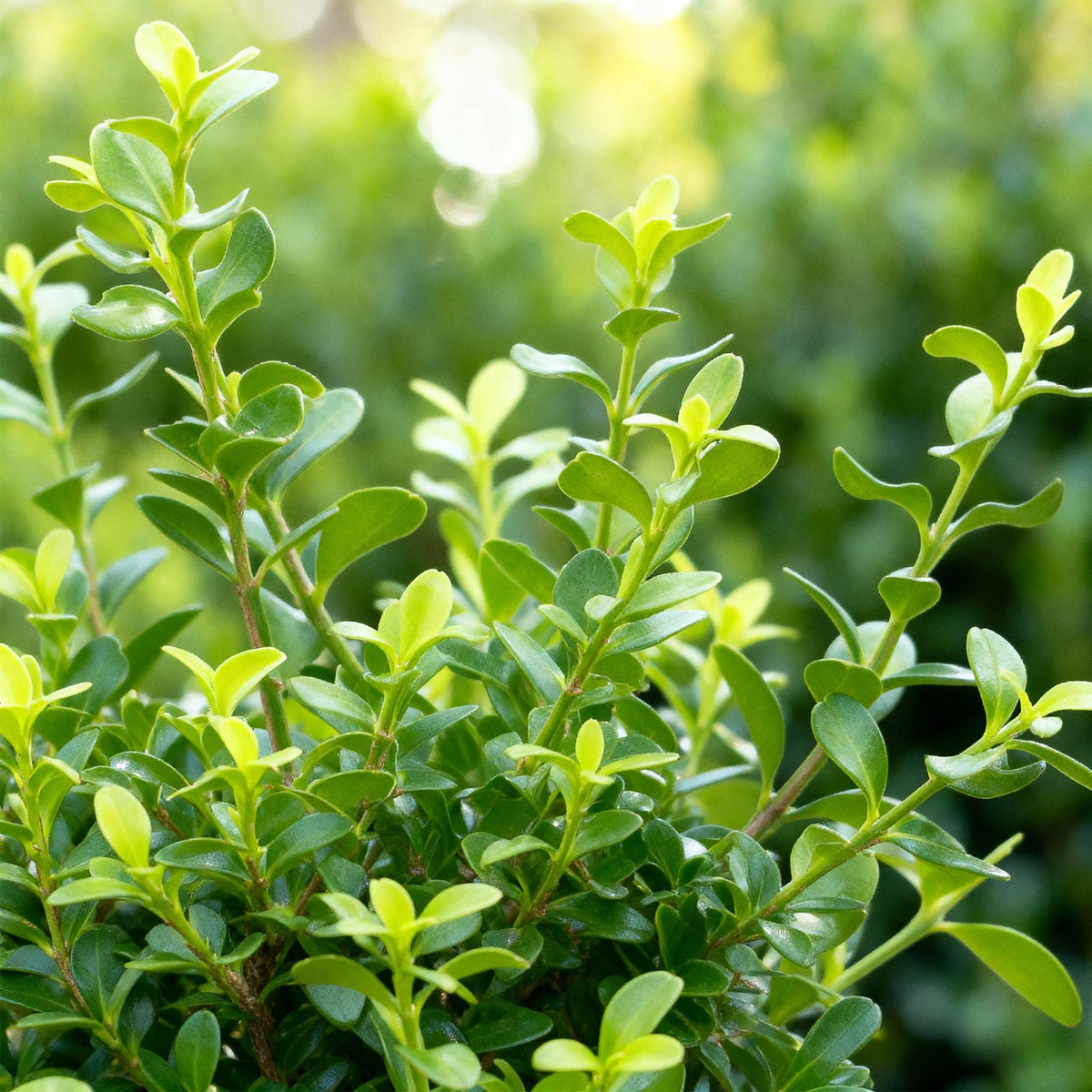 GreenboutiQ - Buxus Hecke - BetterBuxus Babylon Beauty - Resistenz gegen die Buxuskrankheit - 8 Pflanzen - 1 laufender Meter - Topf 9 cm Höhe 20-25 