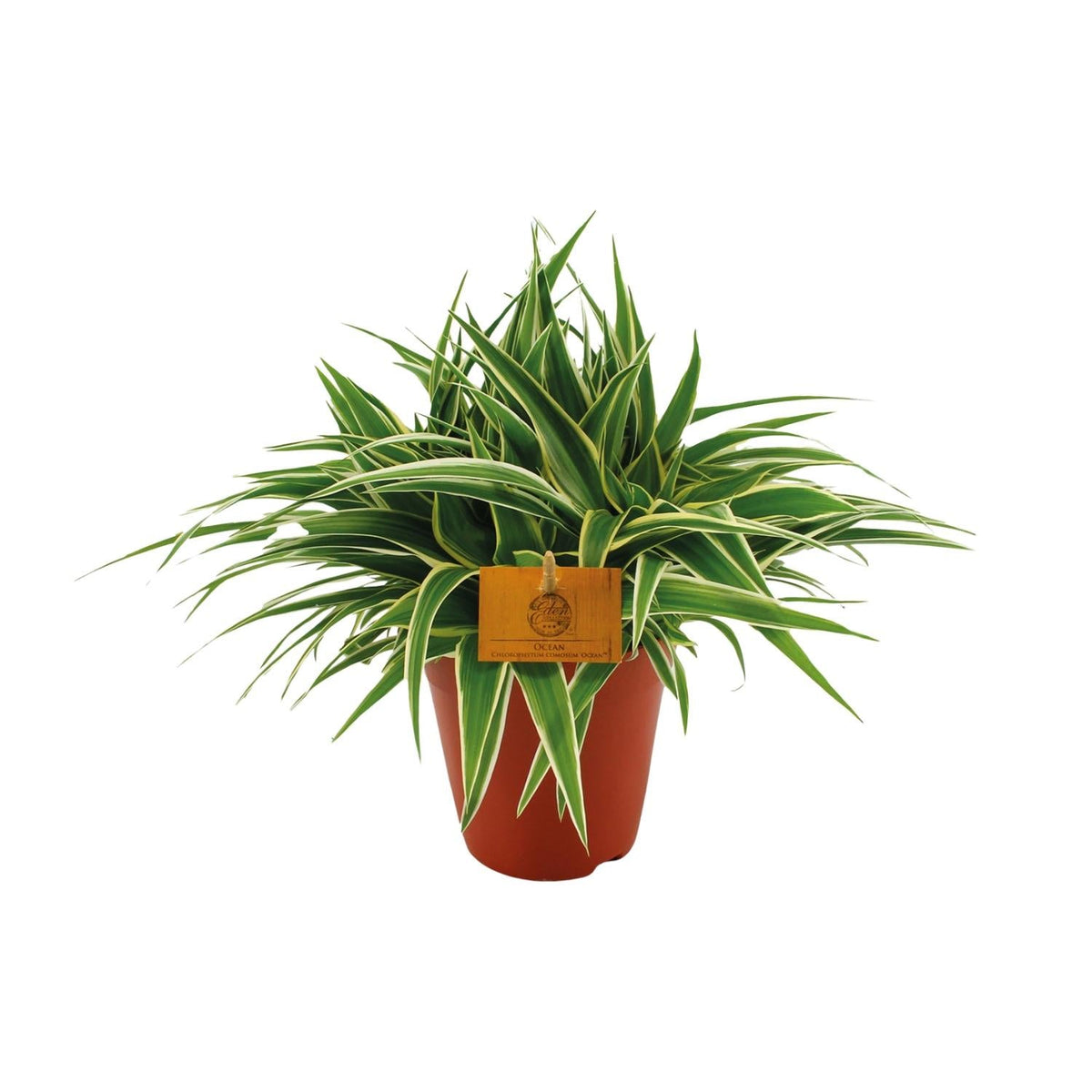 Grünlilie - Chlorophytum Ocean - Zimmerpflanze - Ø15cm - ↕25cm 