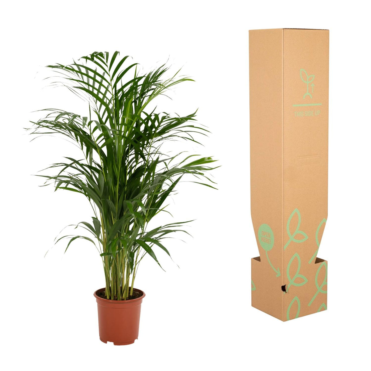 Areca-Palme - Ø17cm - ↕70cm 