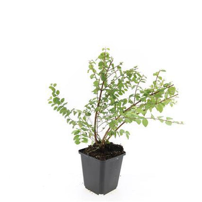 Symphoricarpos chenaultii 'Hancock' – 48 Pflanzen – weiß blühender & fruchtender Bodendecker – winterhart & pflegeleicht 