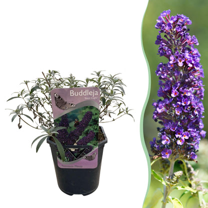 Schmetterlingsstrauch Buddleja davidii Purple Emperor – Blüte Lila – Schmetterlingsanziehend – 17 cm Höhe 25 cm – Pflegeleicht & Sonnentolerant 
