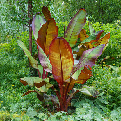 Bananenpflanze Ensete ventricosum Maurelli – 2 Pflanzen – Winterhart – Obstpflanze – Ø17 cm, Höhe ca. 40 cm – Exotischer Blickfang für Garten, Balkon & Terrasse 