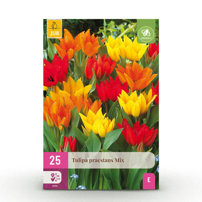 GreenboutiQ - Blumenzwiebeln - Tulp Praestans Mix - Verschiedene Farben - 25 Stück - Zwiebelgröße 8/9 - XXL Pack 
