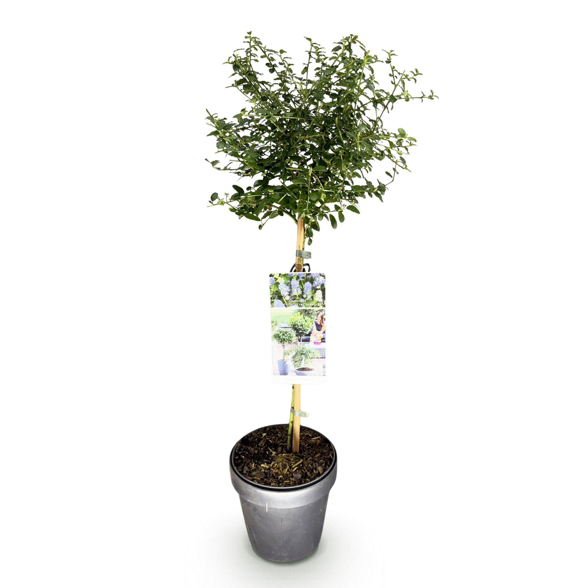 Kalifornischer Flieder Ceanothus thyrsiflorus Repens Ø19cm Höhe90cm – Immergrüner Zierstrauch mit blau-lila Blüten – Winterhart für Garten Balkon & Terrasse 
