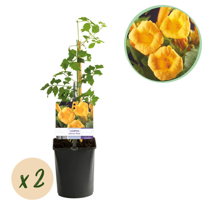 Trompetblume - Campsis radicans Flava - Blüte Gelb - Wenig Pflege - 2 Pflanzen - Topf 11cm Höhe 40cm 