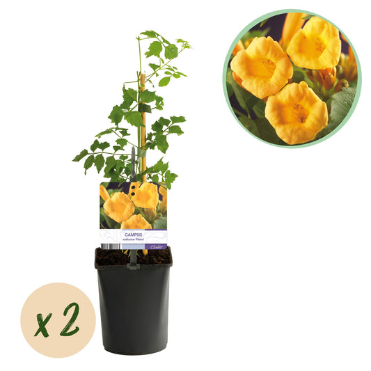 Trompetblume - Campsis radicans Flava - Blüte Gelb - Wenig Pflege - 2 Pflanzen - Topf 11cm Höhe 40cm 