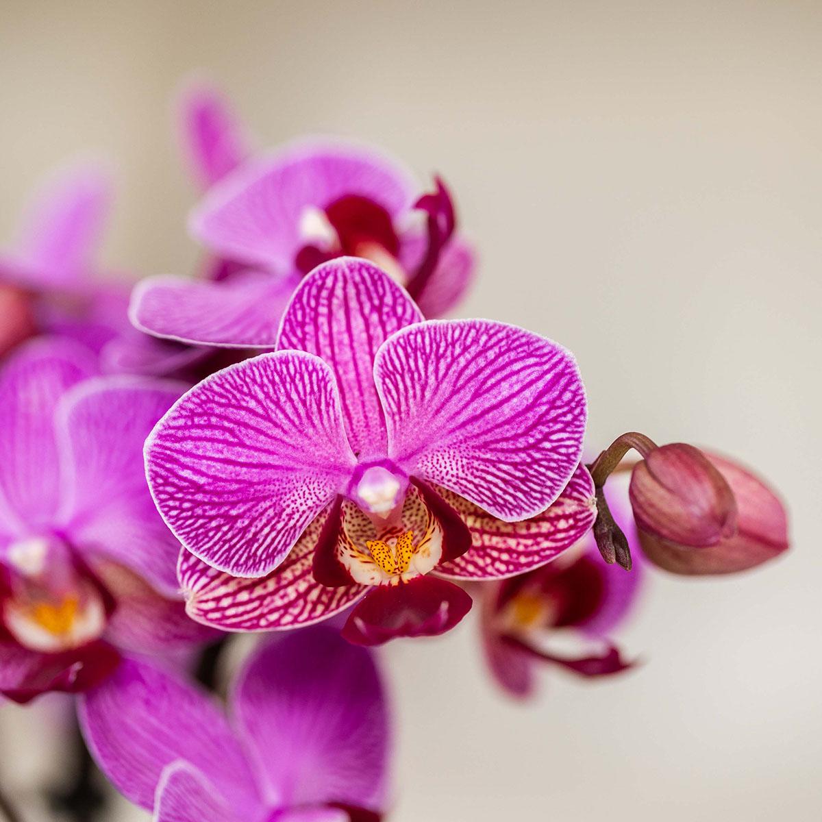 Kolibri Orchids | Violette Vienna Orchidee + Bloom Übertopf violett – Topfgröße Ø9cm | blühende Zimmerpflanze – frisch vom Züchter 