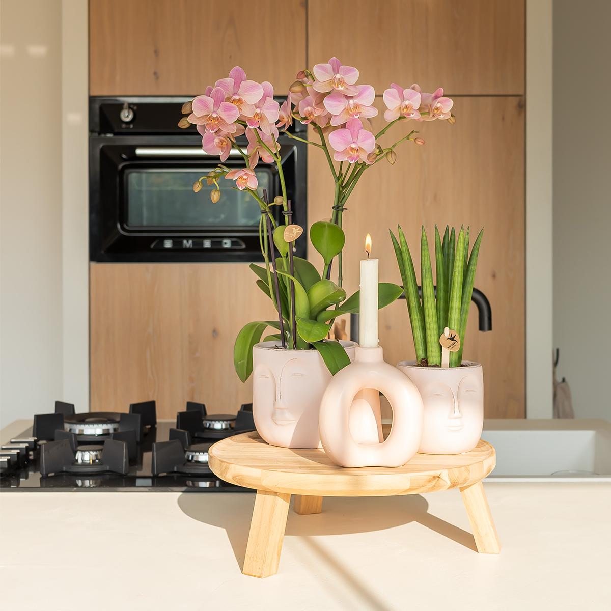 Kolibri Orchids | altrosa Phalaenopsis-Orchidee - Jewel Treviso - Topfgröße Ø9cm | blühende Zimmerpflanze - frisch vom Züchter 