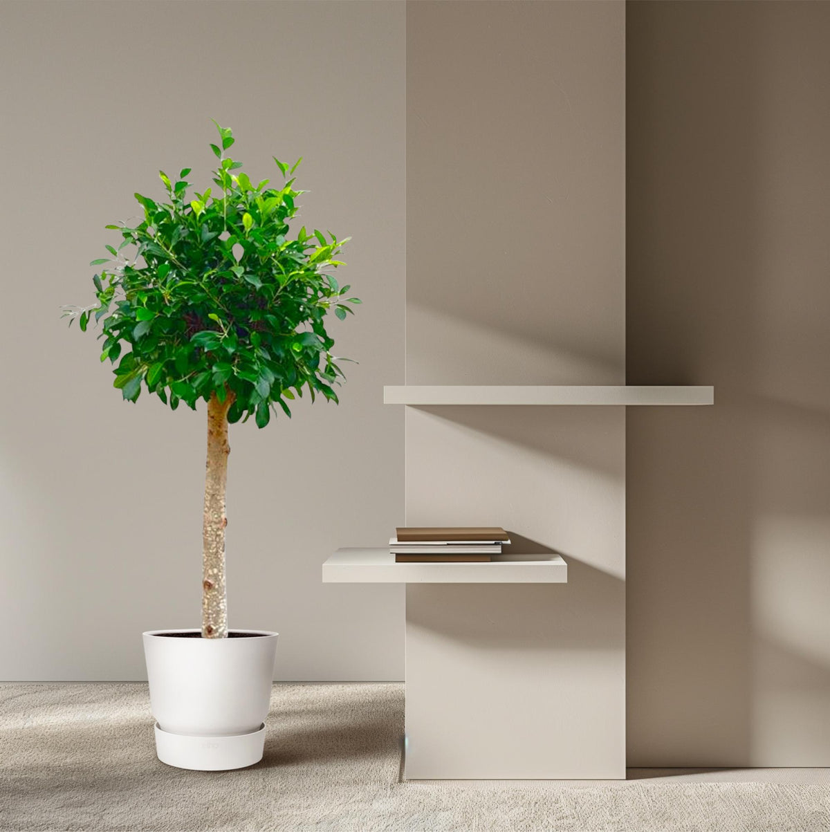 Ficus Nitida op stam - 150 cm - ø30 