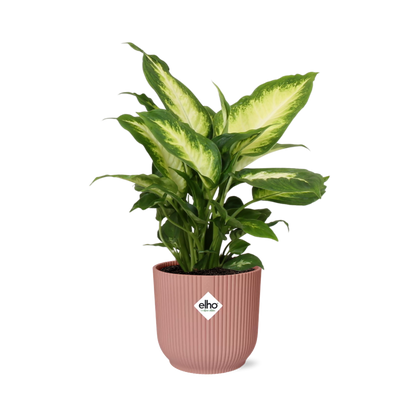 Dieffenbachia ‘Camilla’ – Zimmerpflanze im 14cm – Luftreinigende tropische Zimmerpflanze – Pflegeleicht – Halbschatten geeignet 