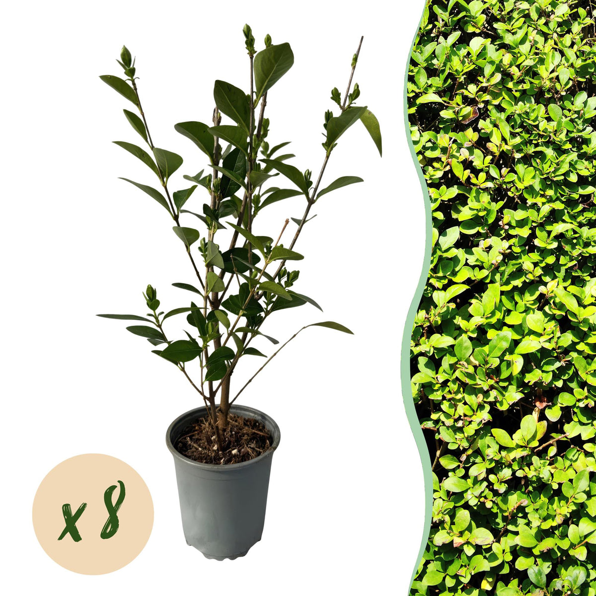 Ovalblättriger Liguster Ligustrum ovalifolium – Immergrüne Heckenpflanzen – 8 Pflanzen – 1 m – 9 cm Höhe 35–40 cm – Grün – Pflegeleicht 