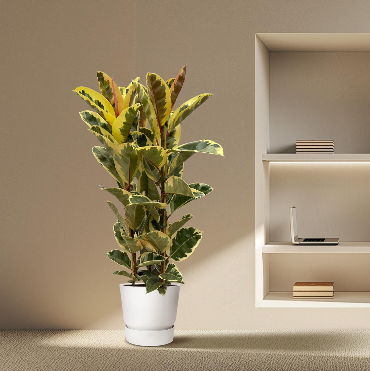 Ficus Elastica 'Tineke' – Gummibaum – Zimmerpflanze – Ø28cm – Höhe ca. 160cm – Großblättrige, pflegeleichte Pflanze – Für helle Innenräume & Büros 
