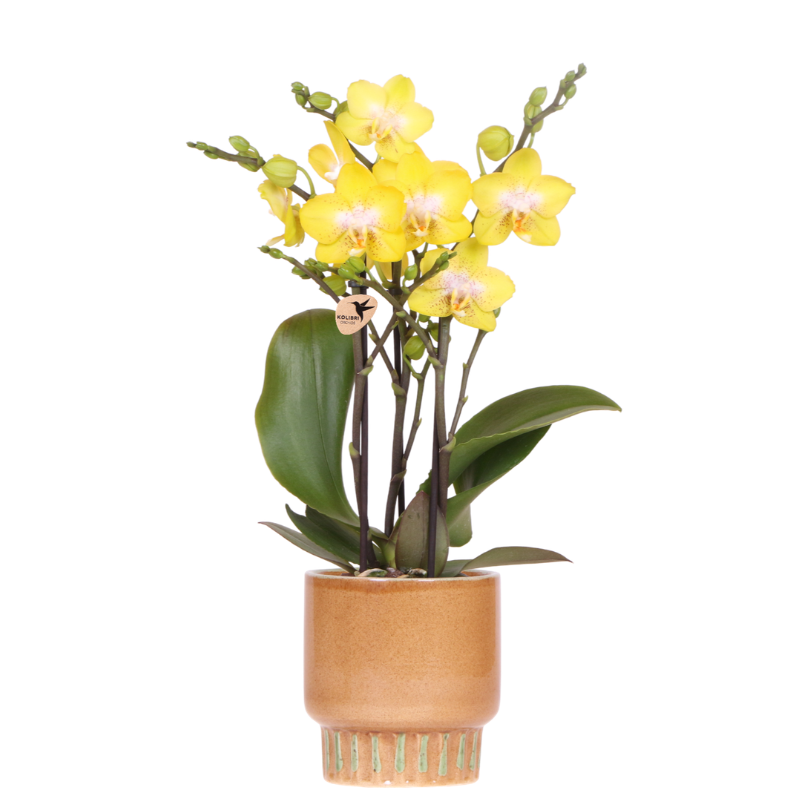Kolibri Orchids | Gelbe Albenga Orchidee + Bold Cognac Übertopf – Topfgröße Ø9cm | blühende Zimmerpflanze – frisch vom Züchter 