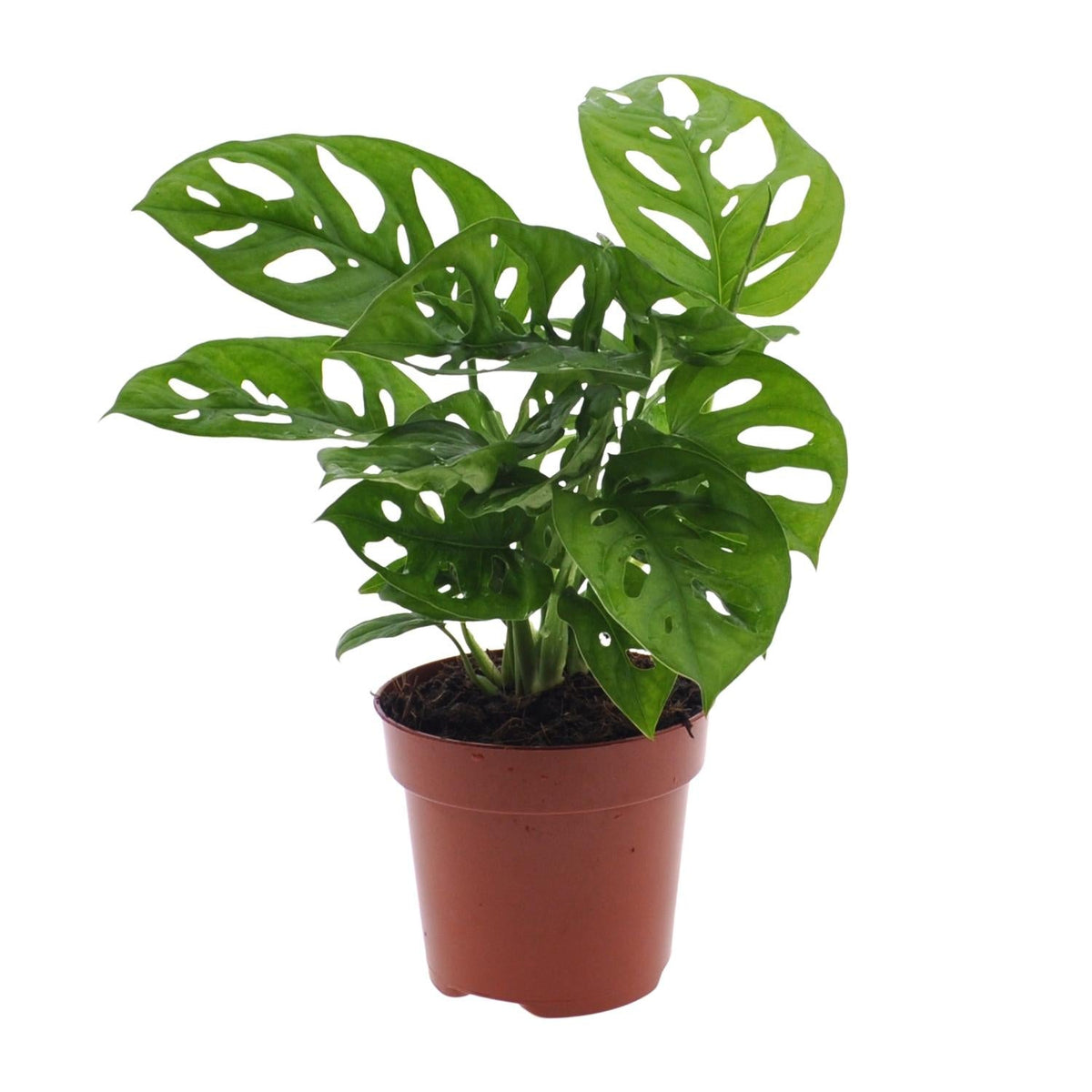 Monstera Monkey Leaf – Fensterblatt – Ø12cm – ↕30cm – Pflegeleichte Lochpflanze mit dekorativem Blattmuster – Tropische Zimmerpflanze für halbschattige Standorte – Luftreinigend & dekorativ 