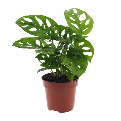 Monstera Monkey Leaf – Fensterblatt – Ø12cm – ↕30cm – Pflegeleichte Lochpflanze mit dekorativem Blattmuster – Tropische Zimmerpflanze für halbschattige Standorte – Luftreinigend & dekorativ 