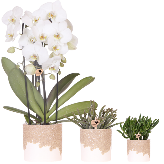 Kolibri Company | Bloom Sand Pflanzenset | Weiße Niagara Falls Orchidee 12cm + Grünpflanzen inkl. Bloom Sand Übertöpfe 