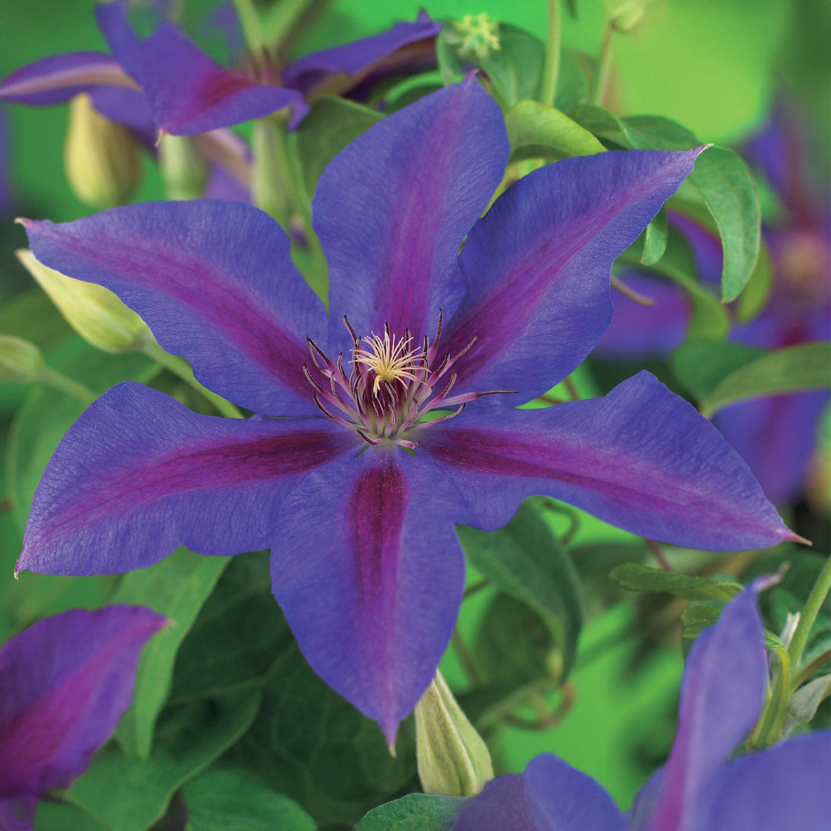 Kletterpflanze Clematis Mrs. N. Thompson – Lila Blüten – Wenig Pflege – 2 Pflanzen – 11 cm Höhe 40 cm – Für Garten, Balkon & Pergolen 