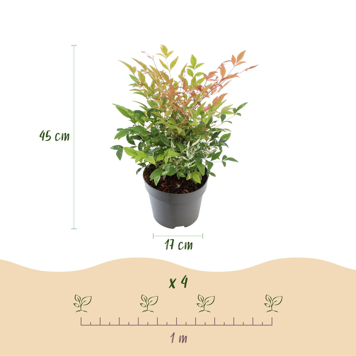 GreenboutiQ - Gartenpflanze - Nandina Twilight - Bunt & Rosa - 1 Pflanze - Immergrün - Wenig Pflege - Topf 17cm Höhe 45cm 
