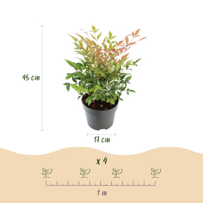 GreenboutiQ - Gartenpflanze - Nandina Twilight - Bunt & Rosa - 1 Pflanze - Immergrün - Wenig Pflege - Topf 17cm Höhe 45cm 