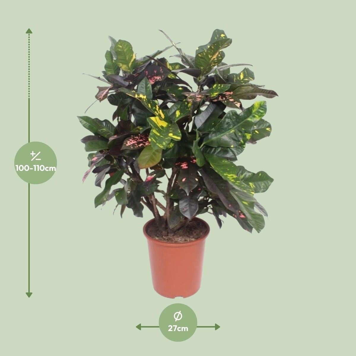 Croton Magnificent – Codiaeum Magnificent – Zimmerpflanze – Ø27cm – ↨110 cm – Tropisch Bunt – Luftreinigend & Pflegeleicht 