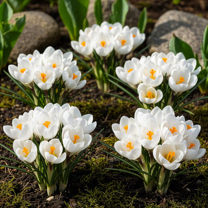 GreenboutiQ - Blumenzwiebeln - Crocus White - Farbe Gelb - 30 Stück - Zwiebelgröße 7/8 - XXL Pack 