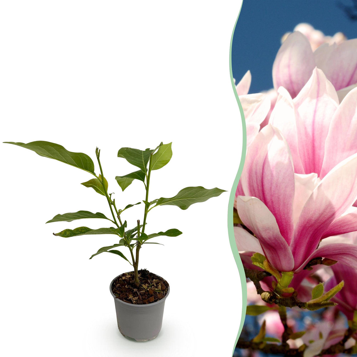 GreenboutiQ - Gartenpflanze - Magnolia soulangeana - Blüte Rosa - 1 Pflanze - Laubabwerfend - Wenig Pflege - Topf 12cm Höhe 30cm 
