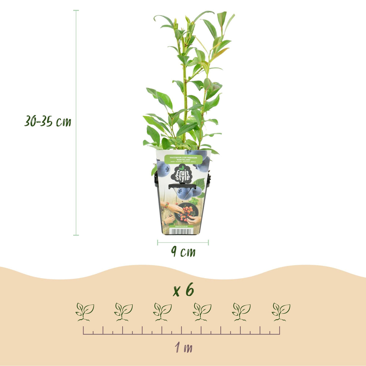Blaubeere Vaccinium corymbosum Northland winterhart 3 Pflanzen Ø9cm Höhe30cm – Aromatische Blaubeere für Garten Balkon & Terr