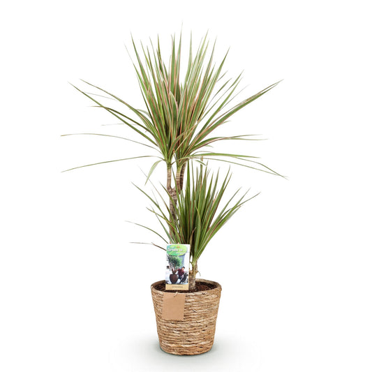 Green boutiQ - Zimmerpflanzen - Dracaena Marginata Bicolor - Drachenbaum - Pflegeleicht - mit Korb - Grün - Braun - 1 Pflanze - Topf 17cm - Höhe 70-75cm 