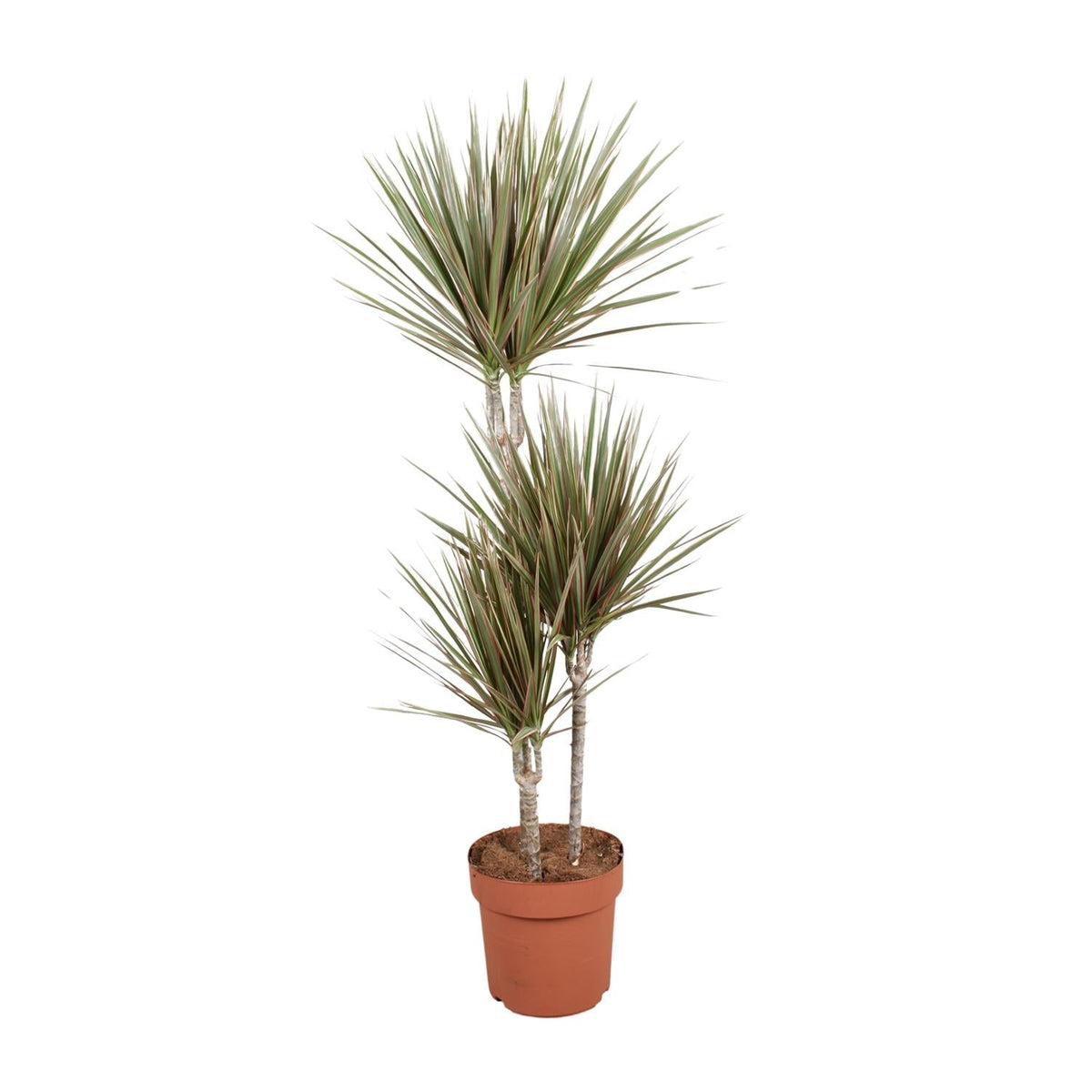 Drachenbaum - Dracaena Bicolor - Zimmerpflanze - Ø21cm - ↕120cm 