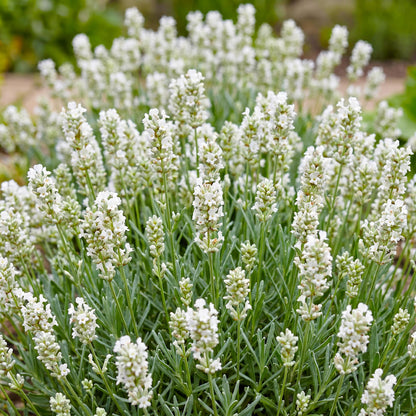 Lavendel 'Edelweiss' – Lavandula angustifolia 'Edelweiss' – 6 Pflanzen – Topf Ø11cm – Ansicht 5