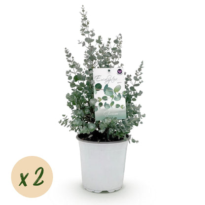 Eukalyptusbaum Eucalyptus gunnii – 2 Pflanzen – Winterhart – Terrassenpflanze – Grau – Topf Ø17 cm, Höhe ca. 40 cm – Duftende & pflegeleichte Garten- und Balkonpflanze 