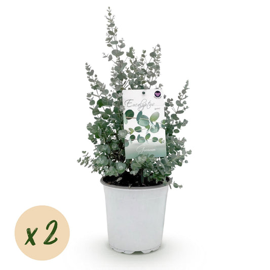 Eukalyptusbaum Eucalyptus gunnii – 2 Pflanzen – Winterhart – Terrassenpflanze – Grau – Topf Ø17 cm, Höhe ca. 40 cm – Duftende & pflegeleichte Garten- und Balkonpflanze 