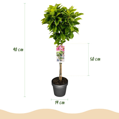 GreenboutiQ - Stamm-Pflanze - Magnolia Susan - Terrassenpflanze - Laubabwerfend - Winterhart - Rosa Blüte - Topf 19cm Höhe 90cm 