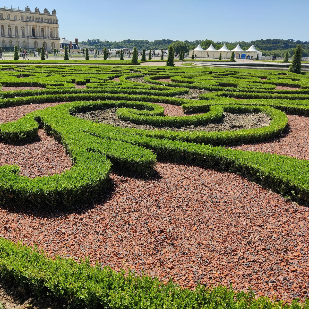 GreenboutiQ - Buxus Hecke - BetterBuxus Babylon Beauty - Resistenz gegen den Buxus-Schimmel - 6 Pflanzen - 1 laufender Meter - Topf 13cm Höhe 30-35 