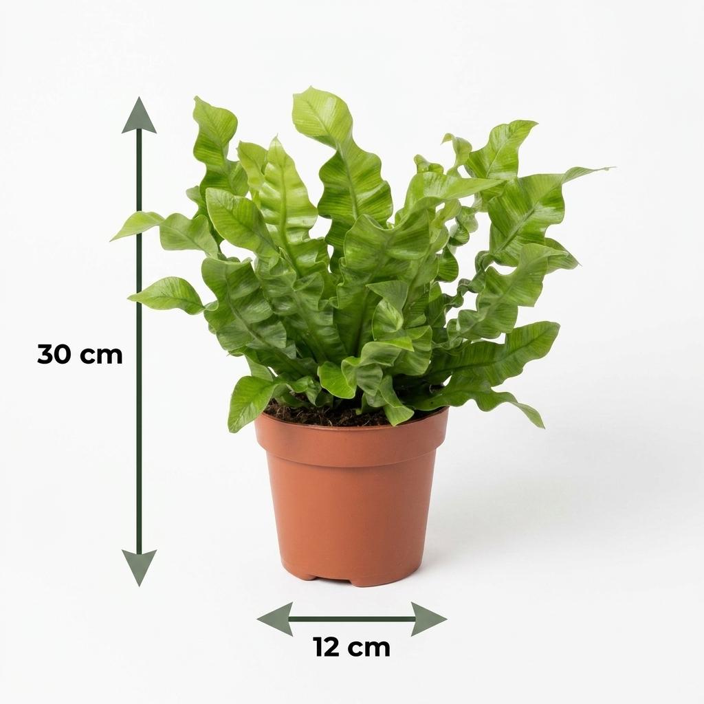 Krauser Wellenfarn 'Crispy Wave' – Asplenium nidus 'Crispy Wave' – Topf Ø12cm – Höhe 30cm – mit Korb – Ansicht 5