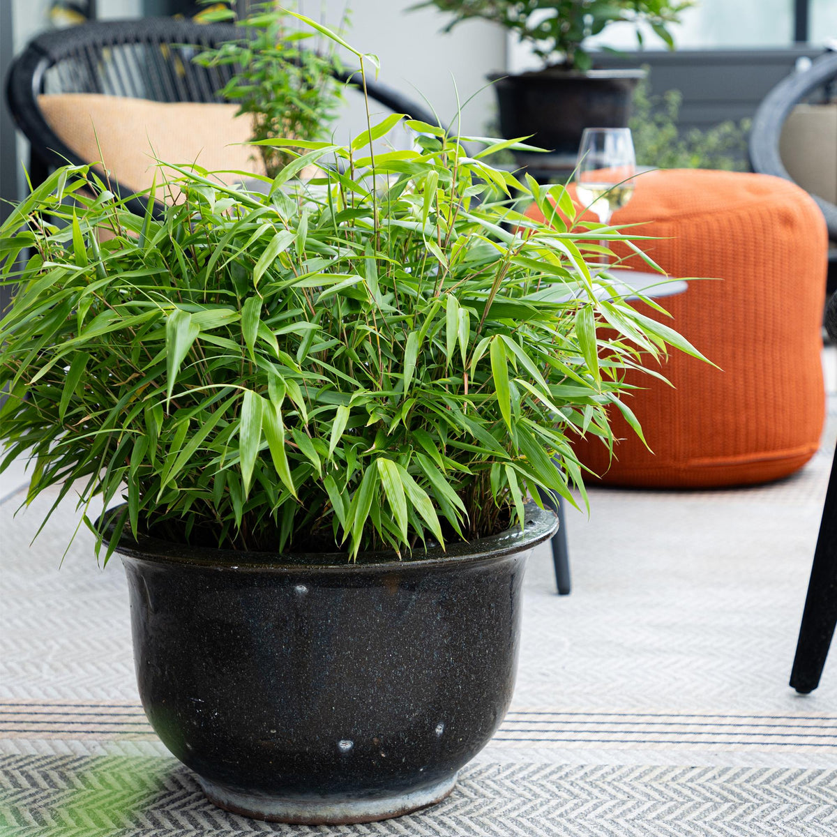GreenboutiQ - Bambus - Fargesia rufa - Grün - 2 Pflanzen - Immergrün - Wuchernd- Topf 14cm Höhe 35cm 