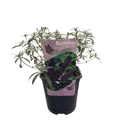 Schmetterlingsstrauch Buddleja davidii Purple Emperor – Blüte Lila – Schmetterlingsanziehend – 17 cm Höhe 25 cm – Pflegeleicht & Sonnentolerant 