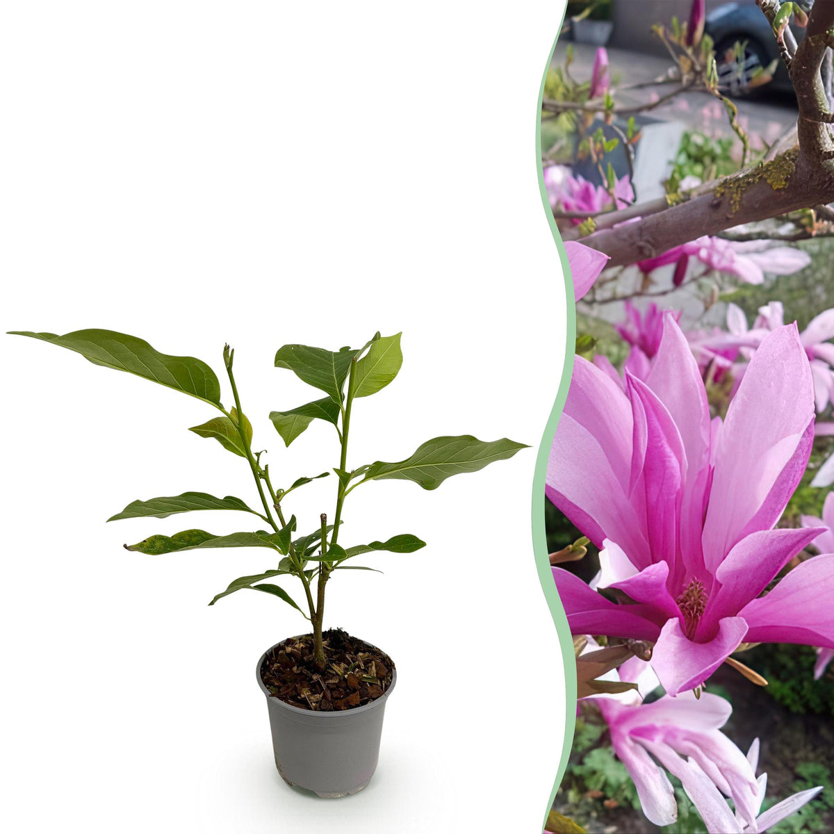 GreenboutiQ - Gartenpflanze - Magnolia Susan - Blüte Lila - 1 Pflanze - Laubabwerfend - Wenig Pflege - Topf 12cm Höhe 30cm 